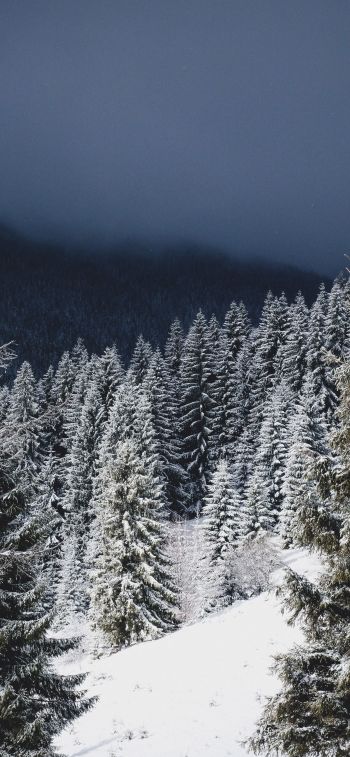winter forest, coniferous forest Wallpaper 828x1792