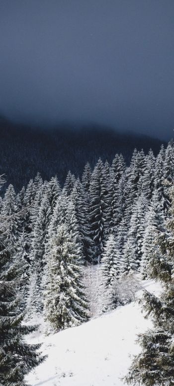 winter forest, coniferous forest Wallpaper 1440x3200