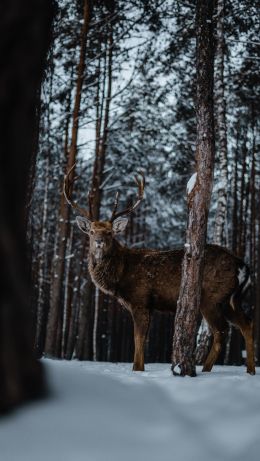 deer, forest, winter Wallpaper 640x1136