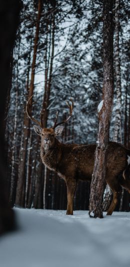 deer, forest, winter Wallpaper 1080x2220