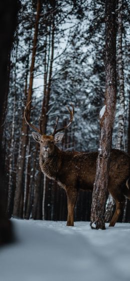 deer, forest, winter Wallpaper 1080x2340