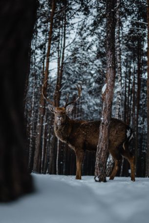 deer, forest, winter Wallpaper 4000x6000