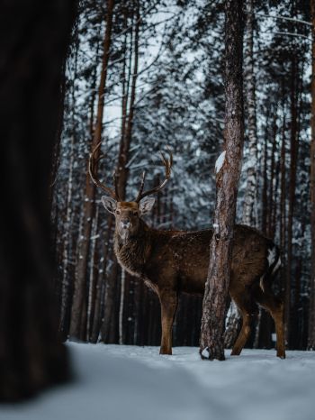 deer, forest, winter Wallpaper 1668x2224