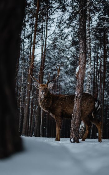 deer, forest, winter Wallpaper 1752x2800