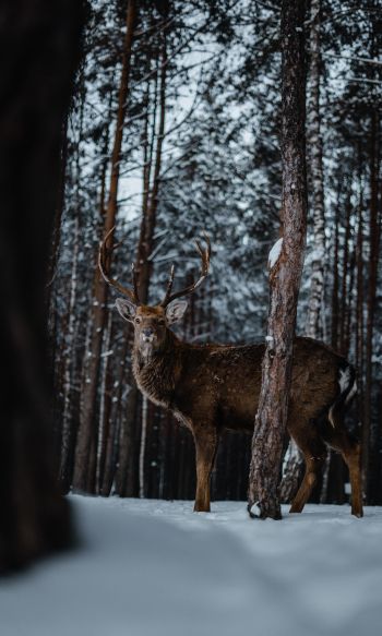 deer, forest, winter Wallpaper 1200x2000