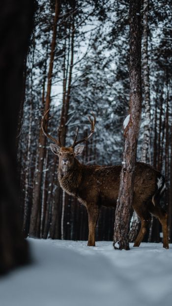 deer, forest, winter Wallpaper 1440x2560