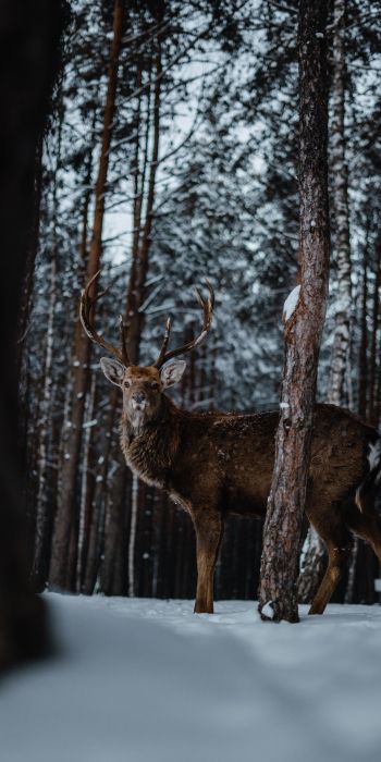 deer, forest, winter Wallpaper 720x1440