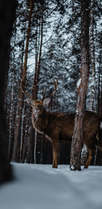 deer, forest, winter Wallpaper 1080x2220