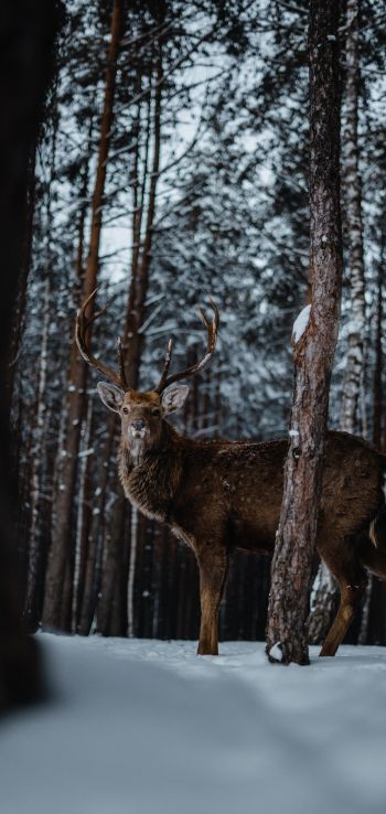 deer, forest, winter Wallpaper 1440x3040