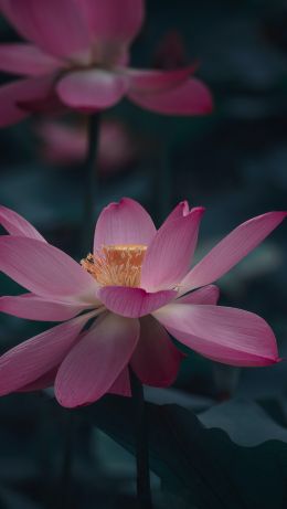 flower, petals, is beautiful Wallpaper 640x1136