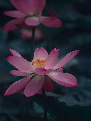 flower, petals, is beautiful Wallpaper 1668x2224