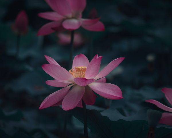 flower, petals, is beautiful Wallpaper 1280x1024