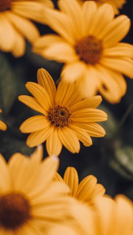 bloom, yellow Wallpaper 640x1136