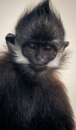 monkey, look Wallpaper 600x1024