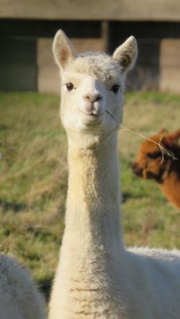 llama, mammal, look Wallpaper 640x1136