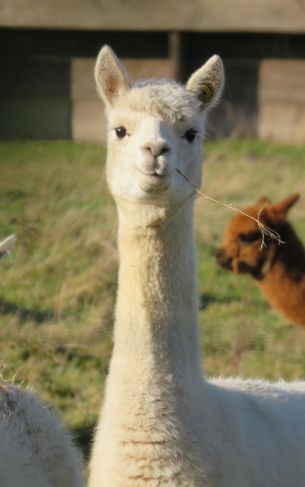 llama, mammal, look Wallpaper 1752x2800