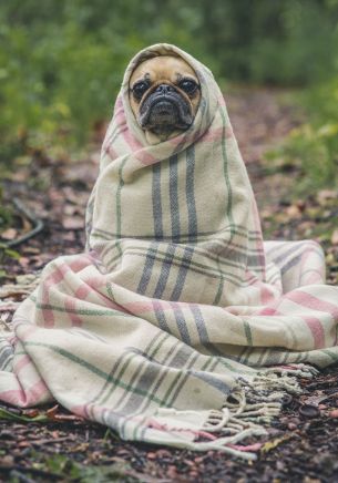 pug, look, sadness Wallpaper 1668x2388