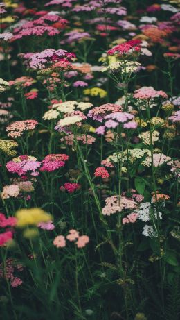 flower field, multicolored Wallpaper 640x1136