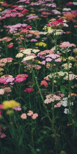 flower field, multicolored Wallpaper 720x1440