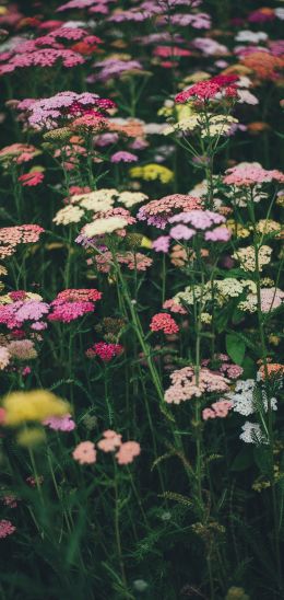 flower field, multicolored Wallpaper 720x1520