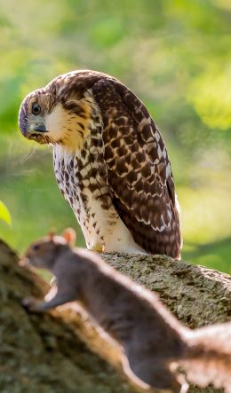 bird, squirrel, look Wallpaper 600x1024