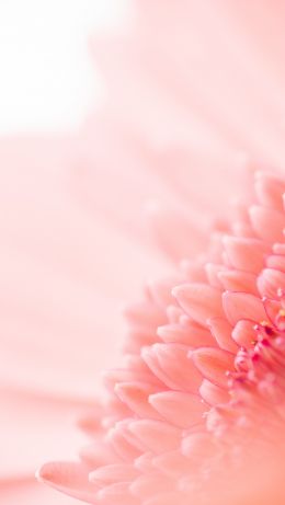 petals, pink Wallpaper 640x1136