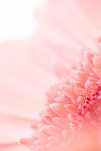 petals, pink Wallpaper 640x960