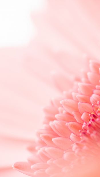petals, pink Wallpaper 640x1136