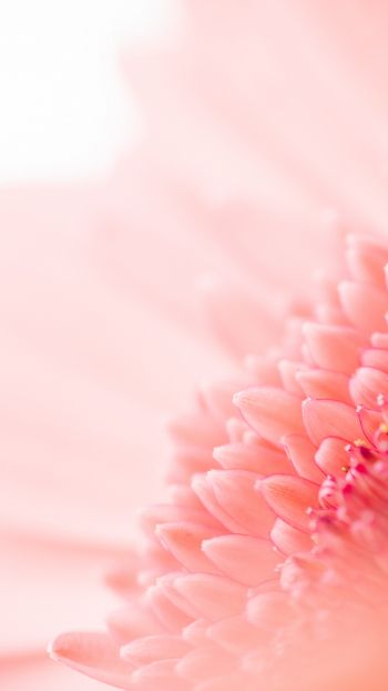 petals, pink Wallpaper 720x1280