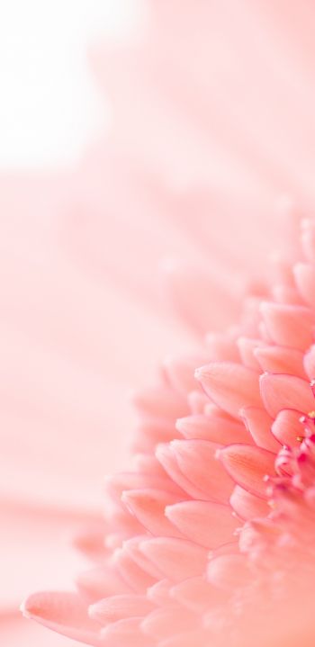 petals, pink Wallpaper 1080x2220