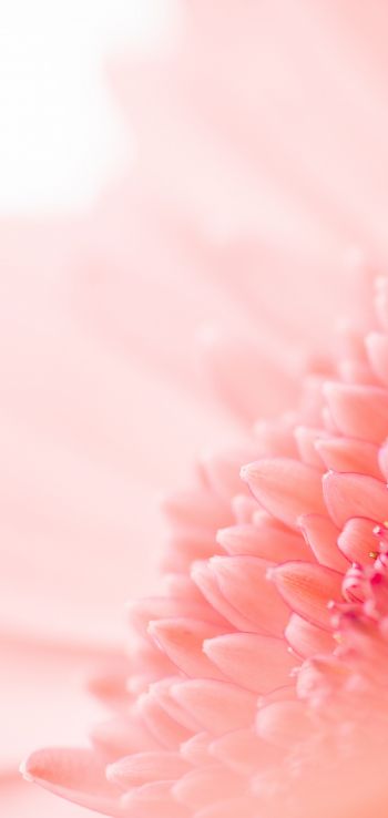 petals, pink Wallpaper 1080x2280