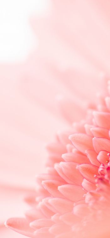 petals, pink Wallpaper 1080x2340