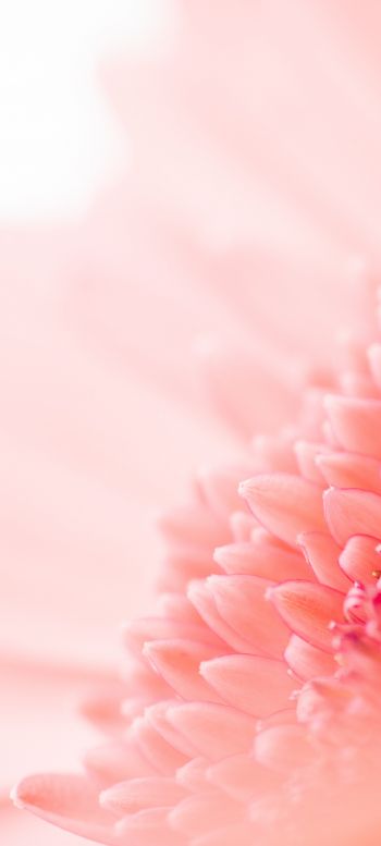 petals, pink Wallpaper 1080x2400