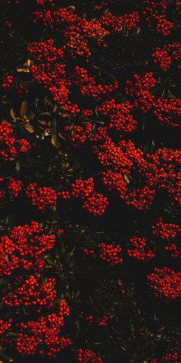 berries, red, bright Wallpaper 720x1440