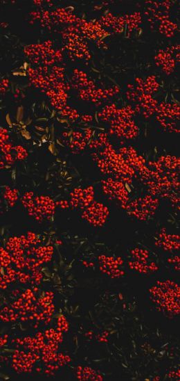 berries, red, bright Wallpaper 1440x3040
