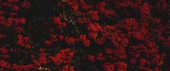 berries, red, bright Wallpaper 3440x1440