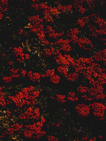 berries, red, bright Wallpaper 1620x2160