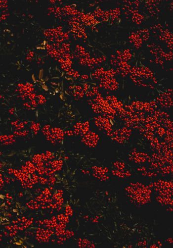 berries, red, bright Wallpaper 1668x2388
