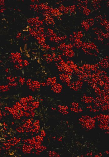 berries, red, bright Wallpaper 1640x2360