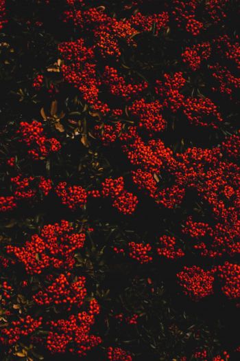 berries, red, bright Wallpaper 640x960