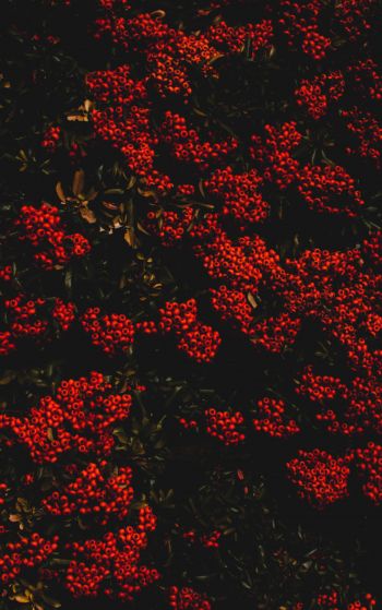 berries, red, bright Wallpaper 1752x2800