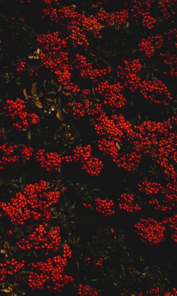 berries, red, bright Wallpaper 1200x2000