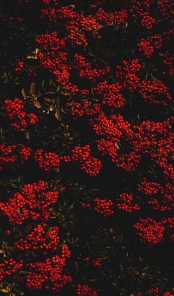 berries, red, bright Wallpaper 600x1024