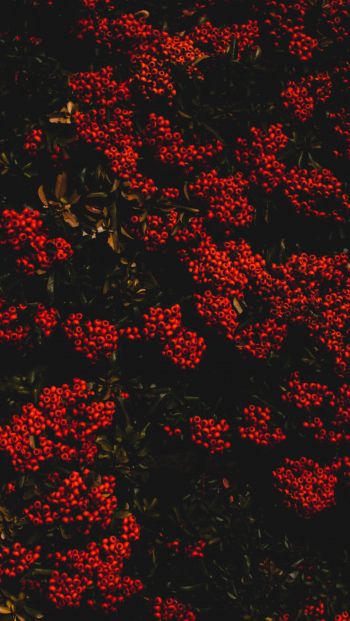 berries, red, bright Wallpaper 640x1136