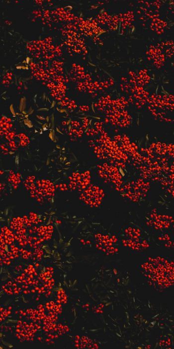 berries, red, bright Wallpaper 720x1440