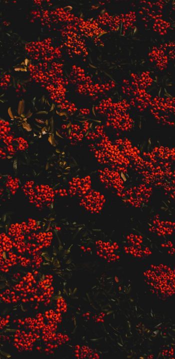 berries, red, bright Wallpaper 1440x2960