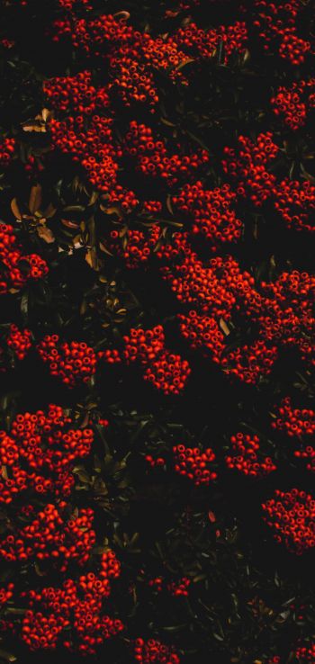 berries, red, bright Wallpaper 1080x2280