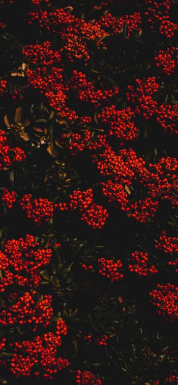 berries, red, bright Wallpaper 1284x2778
