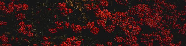 berries, red, bright Wallpaper 1590x400