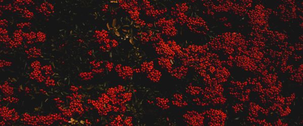 berries, red, bright Wallpaper 3440x1440